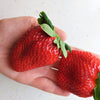 15 GIANT STRAWBERRY Fragaria spp June Bearing Huge Red Berry Fruit White Flower Seeds