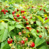 50 ALEXANDRIA STRAWBERRY Everbearing Alpine Fragaria Vesca Red Berry Fruit White Flower Seeds