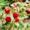 50 ALEXANDRIA STRAWBERRY Everbearing Alpine Fragaria Vesca Red Berry Fruit White Flower Seeds
