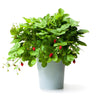 60 RUEGEN STRAWBERRY Everbearing Alpine Fragaria Vesca Red Berry Fruit White Flower Seeds