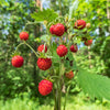 60 RUEGEN STRAWBERRY Everbearing Alpine Fragaria Vesca Red Berry Fruit White Flower Seeds