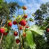 60 RUEGEN STRAWBERRY Everbearing Alpine Fragaria Vesca Red Berry Fruit White Flower Seeds
