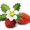 60 RUEGEN STRAWBERRY Everbearing Alpine Fragaria Vesca Red Berry Fruit White Flower Seeds