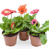20 GERBER DAISY Mix Gerbera Jamesonii aka Barberton or African Daisy Mixed Colors Pink Purple Red Orange Yellow White Flower Seeds