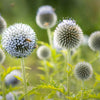 20 Silver GIANT GLOBE THISTLE Echinops Sphaerocephalus Great Globethistle Silvery White Flower Seeds