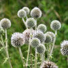 20 Silver GIANT GLOBE THISTLE Echinops Sphaerocephalus Great Globethistle Silvery White Flower Seeds