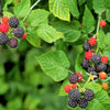 50 WHITEBARK Black RASPBERRY Western Blackcap Raspberry Rubus Leucodermis Native Fruit Berry Seeds