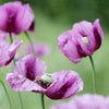 500 Organic TURKISH BLUE POPPY Heirloom Papaver Somniferum Purple to Red Flower Seeds