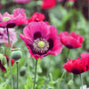 500 Organic TURKISH BLUE POPPY Heirloom Papaver Somniferum Purple to Red Flower Seeds