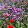 500 Organic TURKISH BLUE POPPY Heirloom Papaver Somniferum Purple to Red Flower Seeds