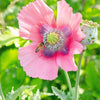 500 Organic TURKISH BLUE POPPY Heirloom Papaver Somniferum Purple to Red Flower Seeds