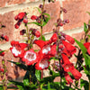 100 SENSATION MIX PENSTEMON Hartwegii Beardtongue Mixed Colors Two Tone Red, Pink, White, Purple, White Flower Seeds