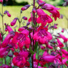 100 SENSATION MIX PENSTEMON Hartwegii Beardtongue Mixed Colors Two Tone Red, Pink, White, Purple, White Flower Seeds