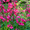 100 SENSATION MIX PENSTEMON Hartwegii Beardtongue Mixed Colors Two Tone Red, Pink, White, Purple, White Flower Seeds