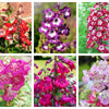 100 SENSATION MIX PENSTEMON Hartwegii Beardtongue Mixed Colors Two Tone Red, Pink, White, Purple, White Flower Seeds