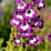 100 SENSATION MIX PENSTEMON Hartwegii Beardtongue Mixed Colors Two Tone Red, Pink, White, Purple, White Flower Seeds
