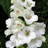 250 NATIVE MIX Beardtongue PENSTEMON Grandiflorus, Strictus, Cobaea, Palmeri, Digitalis, Pallidus - Pink White Blue Purple Flower Seeds