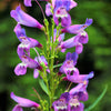 250 NATIVE MIX Beardtongue PENSTEMON Grandiflorus, Strictus, Cobaea, Palmeri, Digitalis, Pallidus - Pink White Blue Purple Flower Seeds