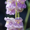 250 NATIVE MIX Beardtongue PENSTEMON Grandiflorus, Strictus, Cobaea, Palmeri, Digitalis, Pallidus - Pink White Blue Purple Flower Seeds