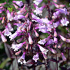 250 NATIVE MIX Beardtongue PENSTEMON Grandiflorus, Strictus, Cobaea, Palmeri, Digitalis, Pallidus - Pink White Blue Purple Flower Seeds