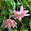 10 BANANA PASSION FRUIT Pink Passion Flower Passiflora Mollissima Yellow Skin Orange Pulp Vine Seeds