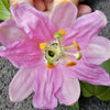 10 BANANA PASSION FRUIT Pink Passion Flower Passiflora Mollissima Yellow Skin Orange Pulp Vine Seeds