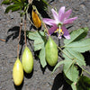 10 BANANA PASSION FRUIT Pink Passion Flower Passiflora Mollissima Yellow Skin Orange Pulp Vine Seeds