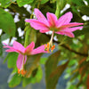 10 BANANA PASSION FRUIT Pink Passion Flower Passiflora Mollissima Yellow Skin Orange Pulp Vine Seeds