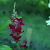 250 ' WELCOME ' SNAPDRAGON Antirrhinum Majus Dark Crimson Red Near Black Gothic Garden Flower Seeds