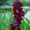 250 ' WELCOME ' SNAPDRAGON Antirrhinum Majus Dark Crimson Red Near Black Gothic Garden Flower Seeds