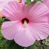 20 LIGHT PINK HIBISCUS Moscheutos var. Palustris Hardy Flower Seeds