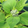 20 LIGHT PINK HIBISCUS Moscheutos var. Palustris Hardy Flower Seeds