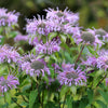 1000 WILD BERGAMOT Monarda Fistulosa aka Mintleaf Bee Balm & Oswego Tea Native Herb Purple Flower Seeds