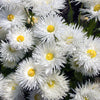 30 Double CRAZY DAISY Leucanthemum x Superbum Big 3" Frizzled White Yellow Shasta Flower Seeds