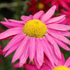 100 Rose PINK ROBINSONS DAISY Painted Chrysanthemum Coccineum Pyrethrum Flower Seeds