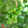 5 MACADAMIA NUT Tree Macadamia Integrifolia Brown Shell Beige Nut Fruit White & Pink Flower Seeds
