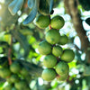 5 MACADAMIA NUT Tree Macadamia Integrifolia Brown Shell Beige Nut Fruit White & Pink Flower Seeds