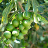 5 MACADAMIA NUT Tree Macadamia Integrifolia Brown Shell Beige Nut Fruit White & Pink Flower Seeds