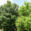 5 MACADAMIA NUT Tree Macadamia Integrifolia Brown Shell Beige Nut Fruit White & Pink Flower Seeds