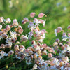 100 MAIDENSTEARS Silene Vulgaris aka Bladder Campion Maidens Tears Pink & White Flower Seeds
