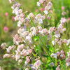 100 MAIDENSTEARS Silene Vulgaris aka Bladder Campion Maidens Tears Pink & White Flower Seeds