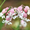 100 MAIDENSTEARS Silene Vulgaris aka Bladder Campion Maidens Tears Pink & White Flower Seeds