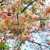 5 PINK SHOWER TREE Cassia Javanica aka Rainbow Shower & Apple Blossom Tree Two Tone Pink, White, Yellow Flower Seeds