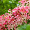 5 PINK SHOWER TREE Cassia Javanica aka Rainbow Shower & Apple Blossom Tree Two Tone Pink, White, Yellow Flower Seeds