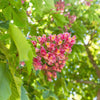 20 EAST INDIAN ALMOND Tree Terminalia Myriocarpa aka Hollock Yellow Peach Pink Flower Seeds