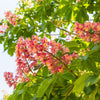 20 EAST INDIAN ALMOND Tree Terminalia Myriocarpa aka Hollock Yellow Peach Pink Flower Seeds