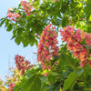 20 EAST INDIAN ALMOND Tree Terminalia Myriocarpa aka Hollock Yellow Peach Pink Flower Seeds