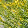 15 CHURCH STEEPLES Agrimonia Eupatoria aka Agrimony or Sticklewort Perennial Herb Yellow Flower Seeds