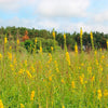 15 CHURCH STEEPLES Agrimonia Eupatoria aka Agrimony or Sticklewort Perennial Herb Yellow Flower Seeds