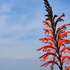 5 AFRICAN FLAG Chasmanthe Floribunda Cornflag Red Orange Hummingbird Flower Seeds